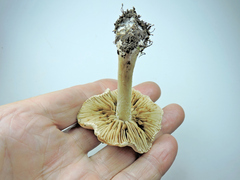 Hebeloma incarnatulum