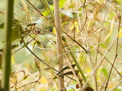 Abroscopus albogularis