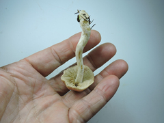 Hebeloma incarnatulum