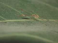 Pneustocerus gravelyi