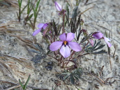 Viola pedata