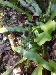 Galanthus woronowii
