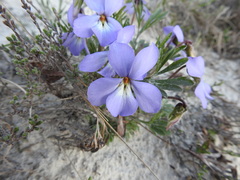 Viola pedata