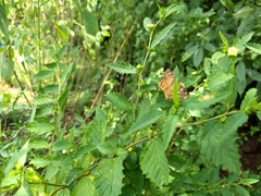 Coladenia indrani
