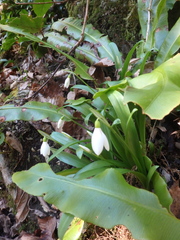 Galanthus woronowii