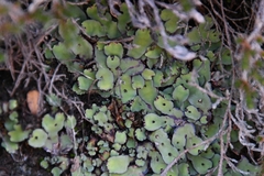 Plagiochasma rupestre