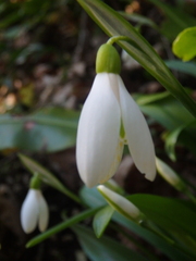 Galanthus woronowii