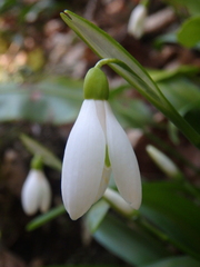 Galanthus woronowii