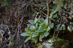 Sedeae