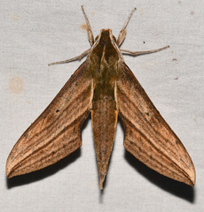 Xylophanes alexandrei