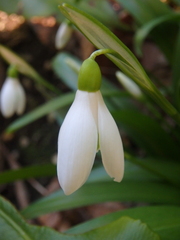 Galanthus woronowii