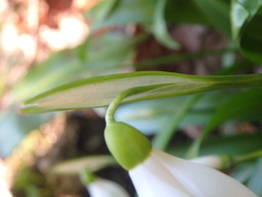 Galanthus woronowii