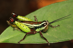 Othnacris surdaster