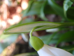 Galanthus woronowii