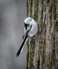 Aegithalos caudatus caudatus