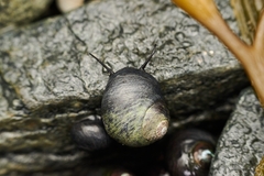 Trochoidea