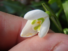 Galanthus woronowii