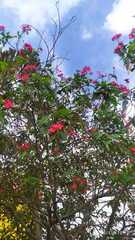 Jatropha integerrima