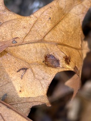 Taphrina caerulescens