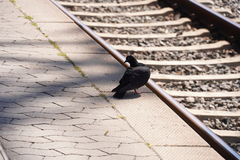 Columba livia domestica