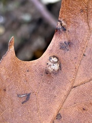 Taphrina caerulescens