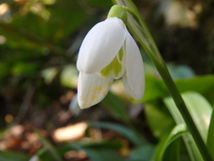 Galanthus woronowii
