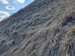 Pulsatilla grandis