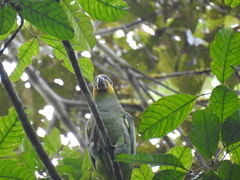 Amazona amazonica