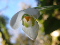 Galanthus woronowii