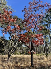 Quercus laevis