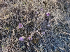 Pulsatilla grandis