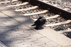 Columba livia domestica