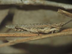 Pyrgomorphidae