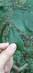 Frangula caroliniana