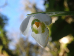 Galanthus woronowii