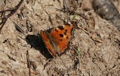 Nymphalis xanthomelas