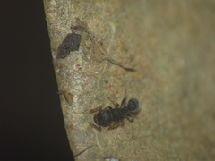 Tetramorium walshi