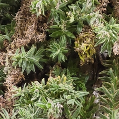 Podonosma orientalis