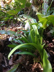 Galanthus woronowii