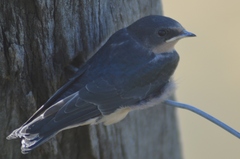 Hirundo
