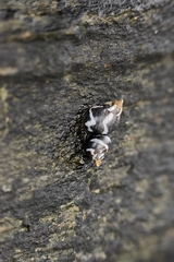 Echinolittorina peruviana