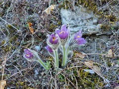 Pulsatilla grandis