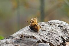 Nymphalis polychloros