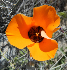 Calochortus kennedyi kennedyi