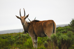 Tragelaphus oryx oryx