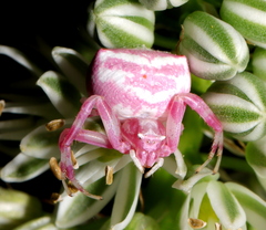 Thomisus citrinellus