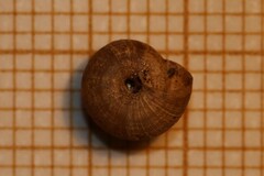 Microxeromagna lowei