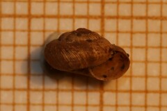 Microxeromagna lowei