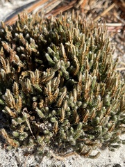 Selaginella acanthonota