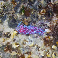 Phyllodesmium horridum